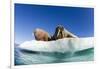 Walrus Herd on Ice, Hudson Bay, Nunavut, Canada-Paul Souders-Framed Photographic Print