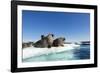 Walrus Herd on Ice, Hudson Bay, Nunavut, Canada-Paul Souders-Framed Photographic Print