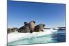 Walrus Herd on Ice, Hudson Bay, Nunavut, Canada-Paul Souders-Mounted Photographic Print