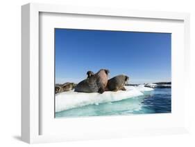 Walrus Herd on Ice, Hudson Bay, Nunavut, Canada-Paul Souders-Framed Photographic Print