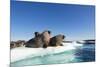 Walrus Herd on Ice, Hudson Bay, Nunavut, Canada-Paul Souders-Mounted Photographic Print