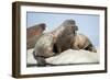 Walrus Herd on Ice, Hudson Bay, Nunavut, Canada-Paul Souders-Framed Photographic Print