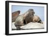 Walrus Herd on Ice, Hudson Bay, Nunavut, Canada-Paul Souders-Framed Photographic Print