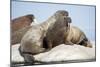 Walrus Herd on Ice, Hudson Bay, Nunavut, Canada-Paul Souders-Mounted Photographic Print