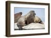 Walrus Herd on Ice, Hudson Bay, Nunavut, Canada-Paul Souders-Framed Photographic Print