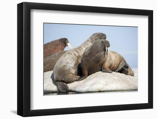 Walrus Herd on Ice, Hudson Bay, Nunavut, Canada-Paul Souders-Framed Photographic Print