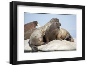 Walrus Herd on Ice, Hudson Bay, Nunavut, Canada-Paul Souders-Framed Photographic Print