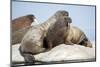 Walrus Herd on Ice, Hudson Bay, Nunavut, Canada-Paul Souders-Mounted Photographic Print