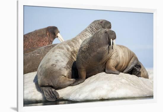 Walrus Herd on Ice, Hudson Bay, Nunavut, Canada-Paul Souders-Framed Photographic Print