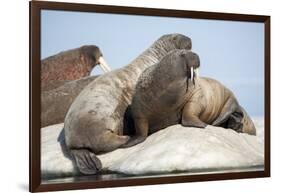 Walrus Herd on Ice, Hudson Bay, Nunavut, Canada-Paul Souders-Framed Photographic Print