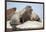 Walrus Herd on Ice, Hudson Bay, Nunavut, Canada-Paul Souders-Framed Photographic Print