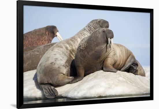 Walrus Herd on Ice, Hudson Bay, Nunavut, Canada-Paul Souders-Framed Photographic Print