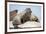 Walrus Herd on Ice, Hudson Bay, Nunavut, Canada-Paul Souders-Framed Photographic Print