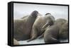 Walrus Herd on Iceberg, Hudson Bay, Nunavut, Canada-Paul Souders-Framed Stretched Canvas