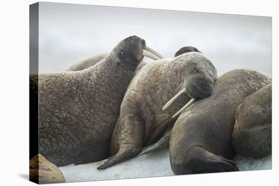 Walrus Herd on Iceberg, Hudson Bay, Nunavut, Canada-Paul Souders-Stretched Canvas