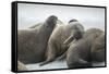 Walrus Herd on Iceberg, Hudson Bay, Nunavut, Canada-Paul Souders-Framed Stretched Canvas