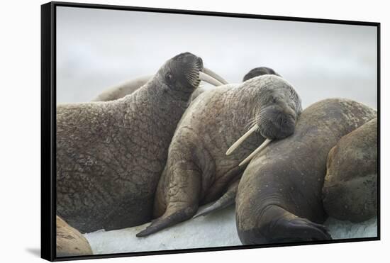 Walrus Herd on Iceberg, Hudson Bay, Nunavut, Canada-Paul Souders-Framed Stretched Canvas