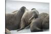 Walrus Herd on Iceberg, Hudson Bay, Nunavut, Canada-Paul Souders-Stretched Canvas