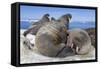 Walrus Herd on Iceberg, Hudson Bay, Nunavut, Canada-Paul Souders-Framed Stretched Canvas