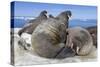 Walrus Herd on Iceberg, Hudson Bay, Nunavut, Canada-Paul Souders-Stretched Canvas