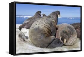 Walrus Herd on Iceberg, Hudson Bay, Nunavut, Canada-Paul Souders-Framed Stretched Canvas