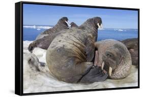 Walrus Herd on Iceberg, Hudson Bay, Nunavut, Canada-Paul Souders-Framed Stretched Canvas