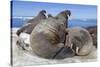 Walrus Herd on Iceberg, Hudson Bay, Nunavut, Canada-Paul Souders-Stretched Canvas