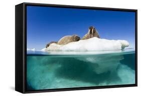 Walrus Herd on Iceberg, Hudson Bay, Nunavut, Canada-Paul Souders-Framed Stretched Canvas