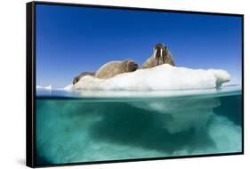 Walrus Herd on Iceberg, Hudson Bay, Nunavut, Canada-Paul Souders-Framed Stretched Canvas