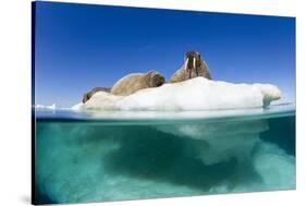 Walrus Herd on Iceberg, Hudson Bay, Nunavut, Canada-Paul Souders-Stretched Canvas