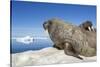 Walrus Herd on Iceberg, Hudson Bay, Nunavut, Canada-Paul Souders-Stretched Canvas