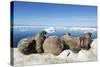 Walrus Herd on Iceberg, Hudson Bay, Nunavut, Canada-Paul Souders-Stretched Canvas