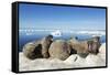 Walrus Herd on Iceberg, Hudson Bay, Nunavut, Canada-Paul Souders-Framed Stretched Canvas