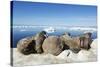 Walrus Herd on Iceberg, Hudson Bay, Nunavut, Canada-Paul Souders-Stretched Canvas