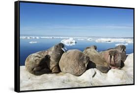 Walrus Herd on Iceberg, Hudson Bay, Nunavut, Canada-Paul Souders-Framed Stretched Canvas