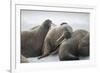 Walrus Herd on Iceberg, Hudson Bay, Nunavut, Canada-Paul Souders-Framed Photographic Print