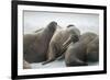 Walrus Herd on Iceberg, Hudson Bay, Nunavut, Canada-Paul Souders-Framed Photographic Print