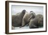 Walrus Herd on Iceberg, Hudson Bay, Nunavut, Canada-Paul Souders-Framed Photographic Print