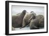 Walrus Herd on Iceberg, Hudson Bay, Nunavut, Canada-Paul Souders-Framed Photographic Print