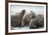 Walrus Herd on Iceberg, Hudson Bay, Nunavut, Canada-Paul Souders-Framed Photographic Print