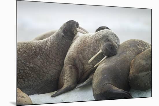 Walrus Herd on Iceberg, Hudson Bay, Nunavut, Canada-Paul Souders-Mounted Photographic Print