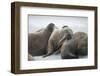 Walrus Herd on Iceberg, Hudson Bay, Nunavut, Canada-Paul Souders-Framed Photographic Print