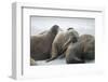 Walrus Herd on Iceberg, Hudson Bay, Nunavut, Canada-Paul Souders-Framed Photographic Print