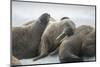 Walrus Herd on Iceberg, Hudson Bay, Nunavut, Canada-Paul Souders-Mounted Photographic Print