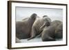 Walrus Herd on Iceberg, Hudson Bay, Nunavut, Canada-Paul Souders-Framed Photographic Print