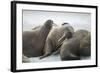 Walrus Herd on Iceberg, Hudson Bay, Nunavut, Canada-Paul Souders-Framed Photographic Print