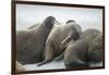 Walrus Herd on Iceberg, Hudson Bay, Nunavut, Canada-Paul Souders-Framed Photographic Print