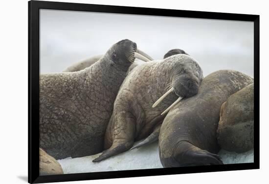 Walrus Herd on Iceberg, Hudson Bay, Nunavut, Canada-Paul Souders-Framed Photographic Print