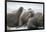 Walrus Herd on Iceberg, Hudson Bay, Nunavut, Canada-Paul Souders-Framed Photographic Print