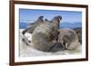 Walrus Herd on Iceberg, Hudson Bay, Nunavut, Canada-Paul Souders-Framed Photographic Print